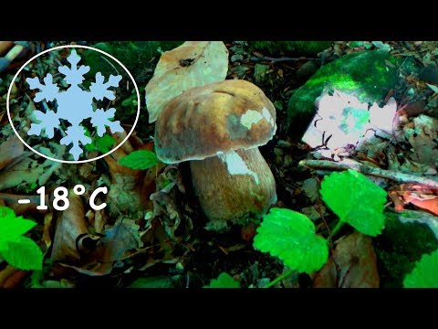 Video: Kako Soliti Mliječne Gljive Za Zimu Na Hladan I Vruć Način