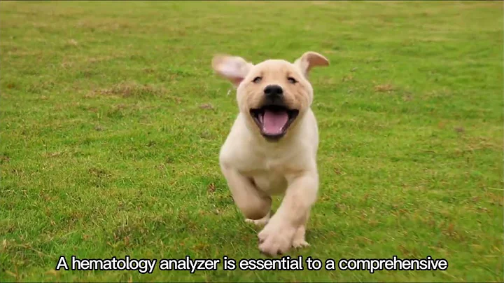 Getein Animal BHA-5000 Vet Brief Introduction