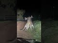 Kangaroo Breaks Up Mates Brawling - Ozzy Man Quickies