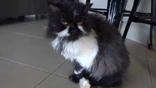 Belinda The Foster Cat - The Cat Bowl