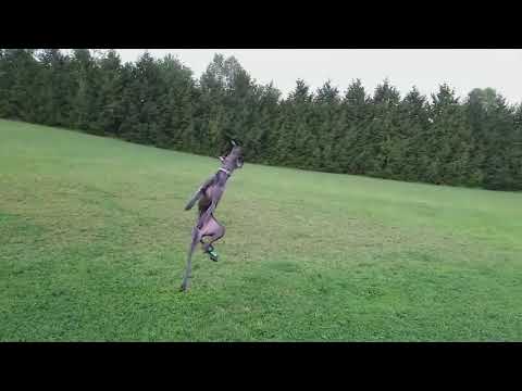 Reverse Video of Funny Dogs (Backwards Video)