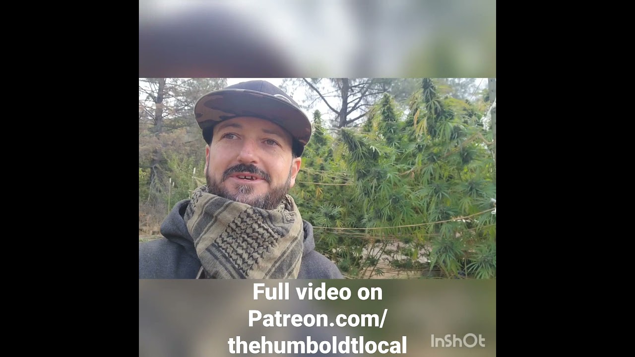 Heal Thyself Gardens Terp Tour 2021 Trailer: Dragon's Drool x Ringo's Gift. Full video on my Patreon