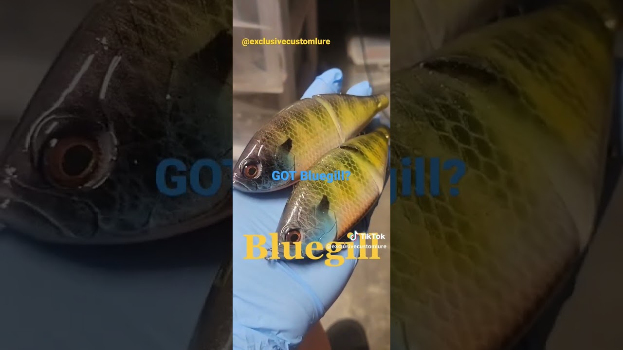 Swimbait Bass Fishing‼️ #bassfishing #swimbait #glidebait #baits #fishing #fishingvideo #bassfishing