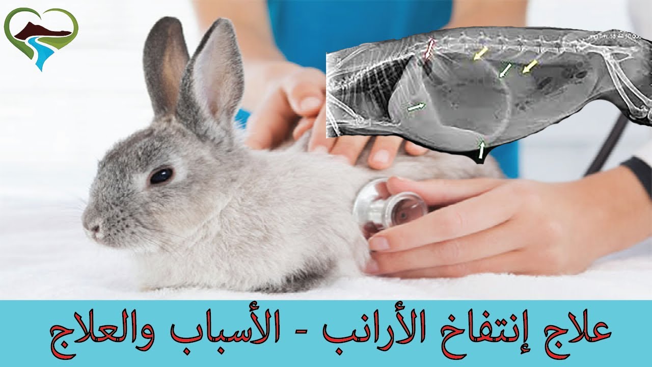 علاج إنتفاخ الأرانب