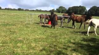 Feed your foals safely.Developed to provide a safe method to creep feed foals in the field, in the presence of their mothers.