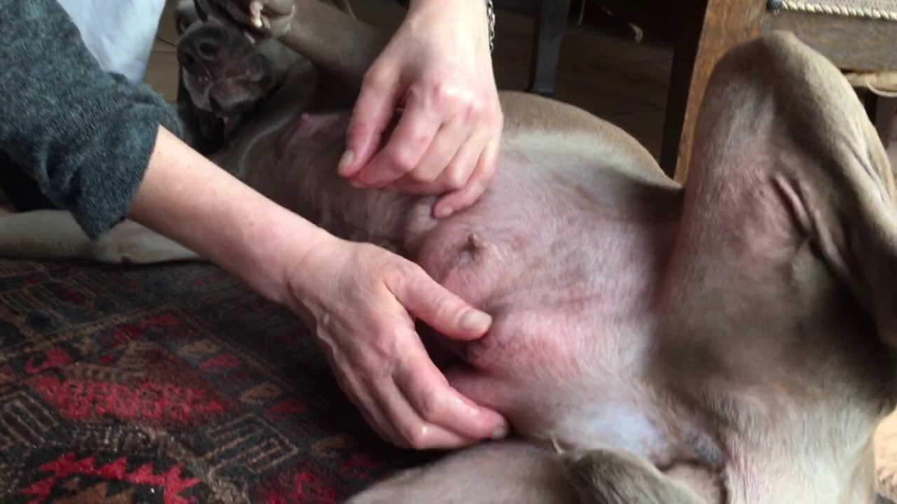 Gesäugepflege bei der laktierenden (säugenden) Weimaraner  Hündin - YouTube