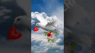 Mutlu Akşamlar Değerli Gönül Dostları..