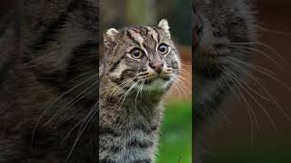 Our gorgeous Fishing cat, Aquarius! 😍 #shorts