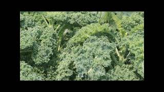 Female cabbage white butterfly (Pieris rapae) host searching and ovipositing in a field of kale.