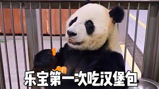 Grandpa Song's brain opened when he was eating. He arranged giant panda hamburgers for Lebao and Ai