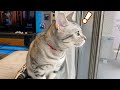 朝からお仕事をする猫をご覧ください