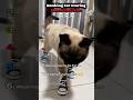 Ranking funny cat wearing shoes for the first time #ranking #cat #shortsfeed