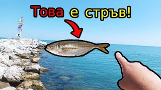 видео: ОГРОМНИ МОРСКИ ЗВЕРОВЕ! Как да направим ДЪНЕН МОНТАЖ за ЕДРИ ХИЩНИЦИ? Риболов на ДЪНО! ОТРОВНА риба! картинка: ОГРОМНИ МОРСКИ ЗВЕРОВЕ! Как да направим ДЪНЕН МОНТАЖ за ЕДРИ ХИЩНИЦИ? Риболов на ДЪНО! ОТРОВНА риба!