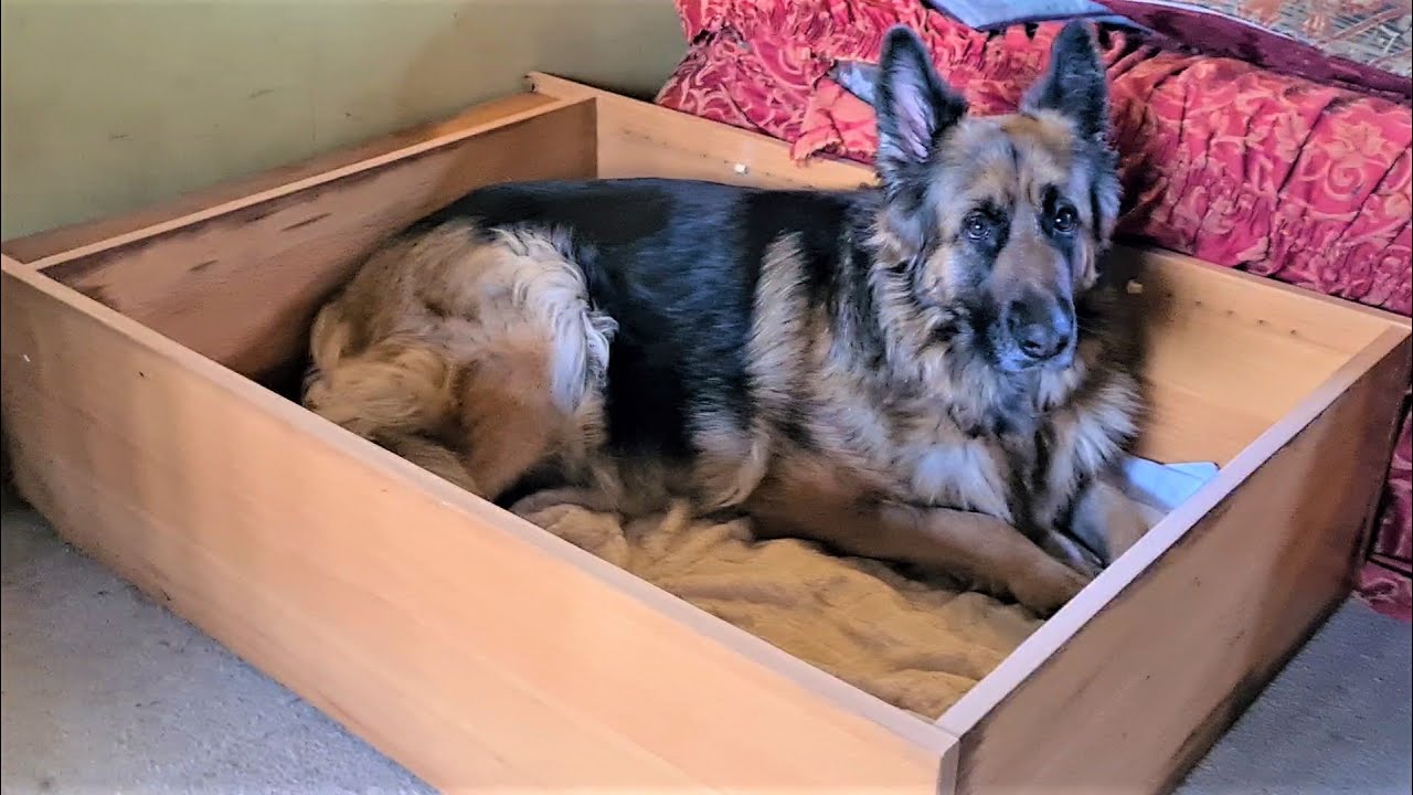 We made a whelping box for our German Shepherd DIY YouTube