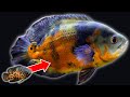 How to make cichlids grow faster 5 tips