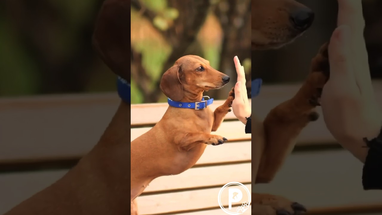 April is Dog Appreciation Month!! 🐶🦴