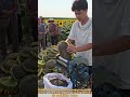 Incredible Smart Farm Machine: Fast Sunflower Seed Threshing Process！