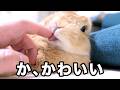 うさぎの恩返しが可愛いから見てほしい