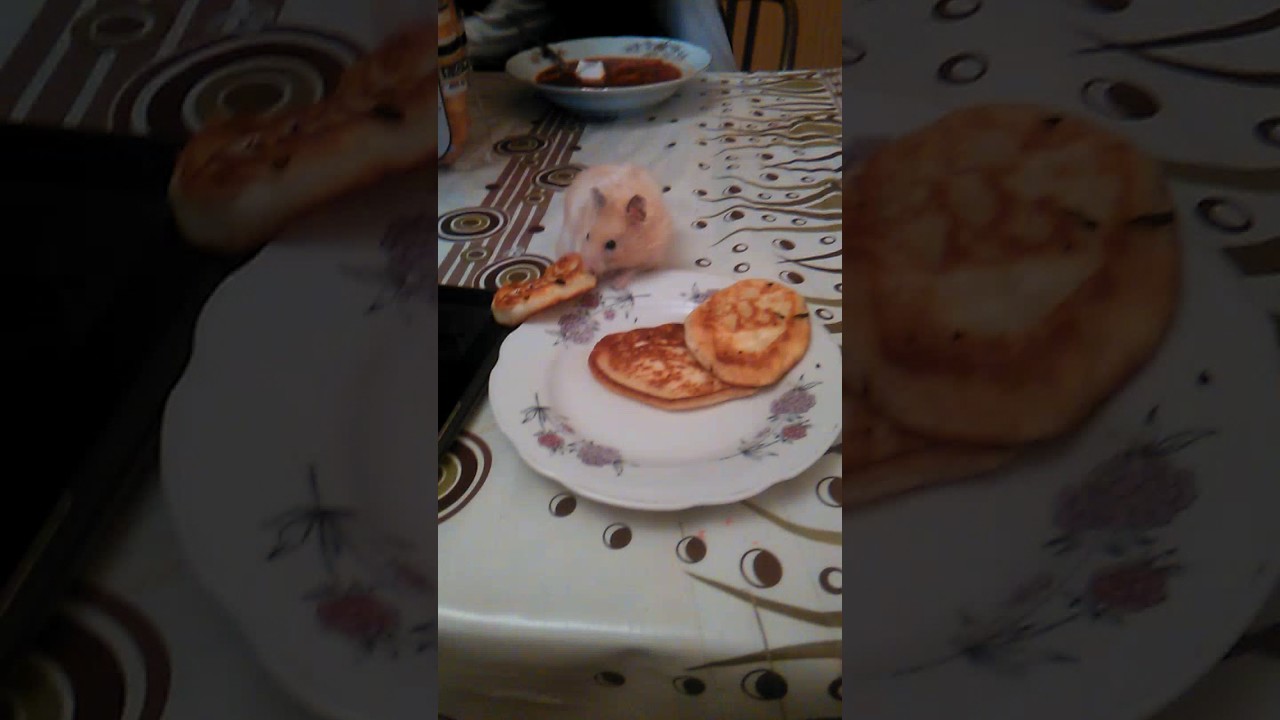 Может ли лопнуть хомяк Хома?! - YouTube