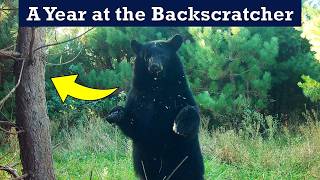 The Bear Backscratcher - 1 Year of Trail Cam Footage