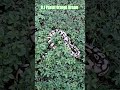 0.1 Pastel Orange Dream #pastel #orange #dream #shortvideo #shorts #short #shortsvideo #snake #pets