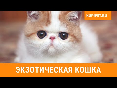 ЭКЗОТИЧЕСКАЯ КОШКА ВСЕ О ПОРОДЕ. ИНТЕРЕСНЫЕ ФАКТЫ