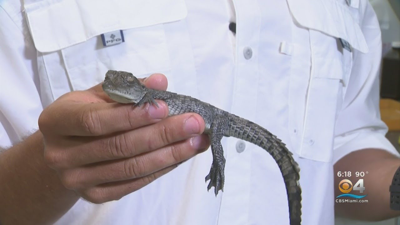 Once Endangered American Crocodiles Continue Comeback YouTube