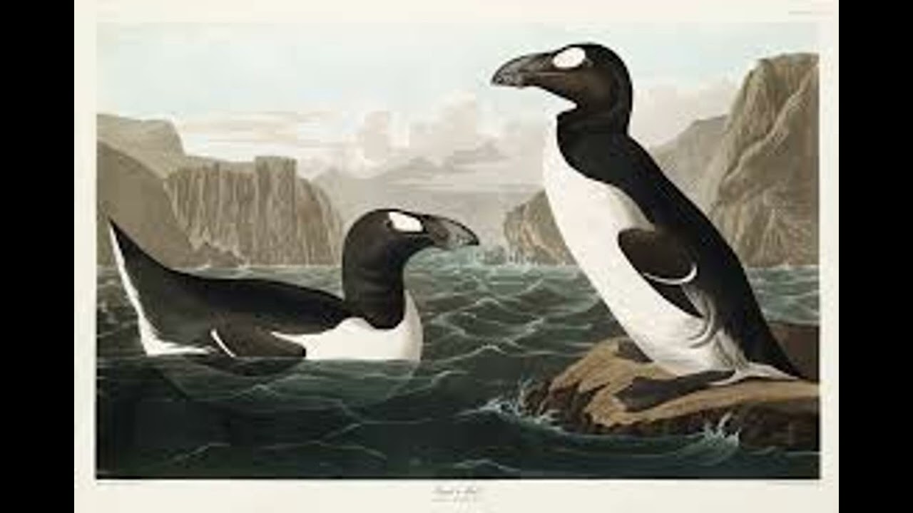 great auk sound