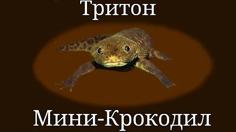 Мини-Крокодил в домашних условиях! | Содержание иглистого тритона!