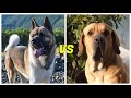 Akita americano vs Fila brasileiro¿cual es mas PODEROSO?