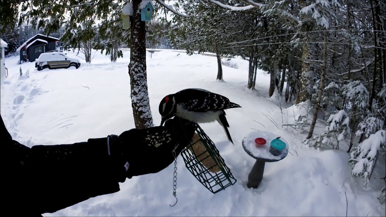 Ewan Dobson - Feeding Hairy Woodpecker by Hand [Nov-21-2018]