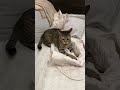 ウルトラダウンではしゃぐにゃんこ