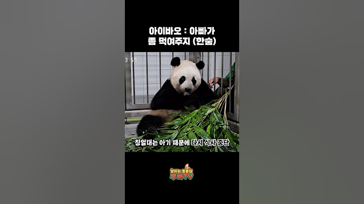 아이바오는 강바오밖에 몰라