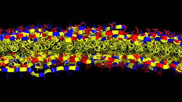 Peptoid nanosheet atomic structure tour