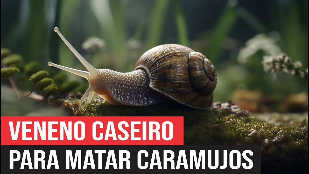 Veneno Caseiro para Matar Caramujo - YouTube
