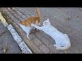 Angry White Cat slaps all cats' cause she's a psycho.