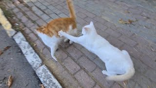 Angry White Cat slaps all cats' cause she's a psycho.