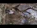 Trincio le potature col decespugliatore