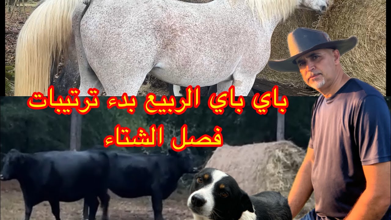 روتين يوم عمل شاق وبدء ترتيبات فصل الشتاء في.المزرعة وشراء التبن البال للحيوانات باي باي الربيع 🇲🇦🇺🇸