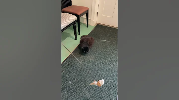 Video 11341371: mainecoon catlover, toy mainecoon