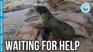 Carefully Removing Fatal Loops Of Fishing Line From A Calm Seal