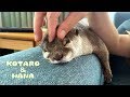 カワウソコタローとハナ 父ちゃんのマッサージにうっとり Otter Kotaro&Hana Dad Gives Hana a Massage