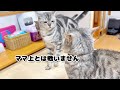争いを好まない温厚なクロくんにみゅうちゃんが...