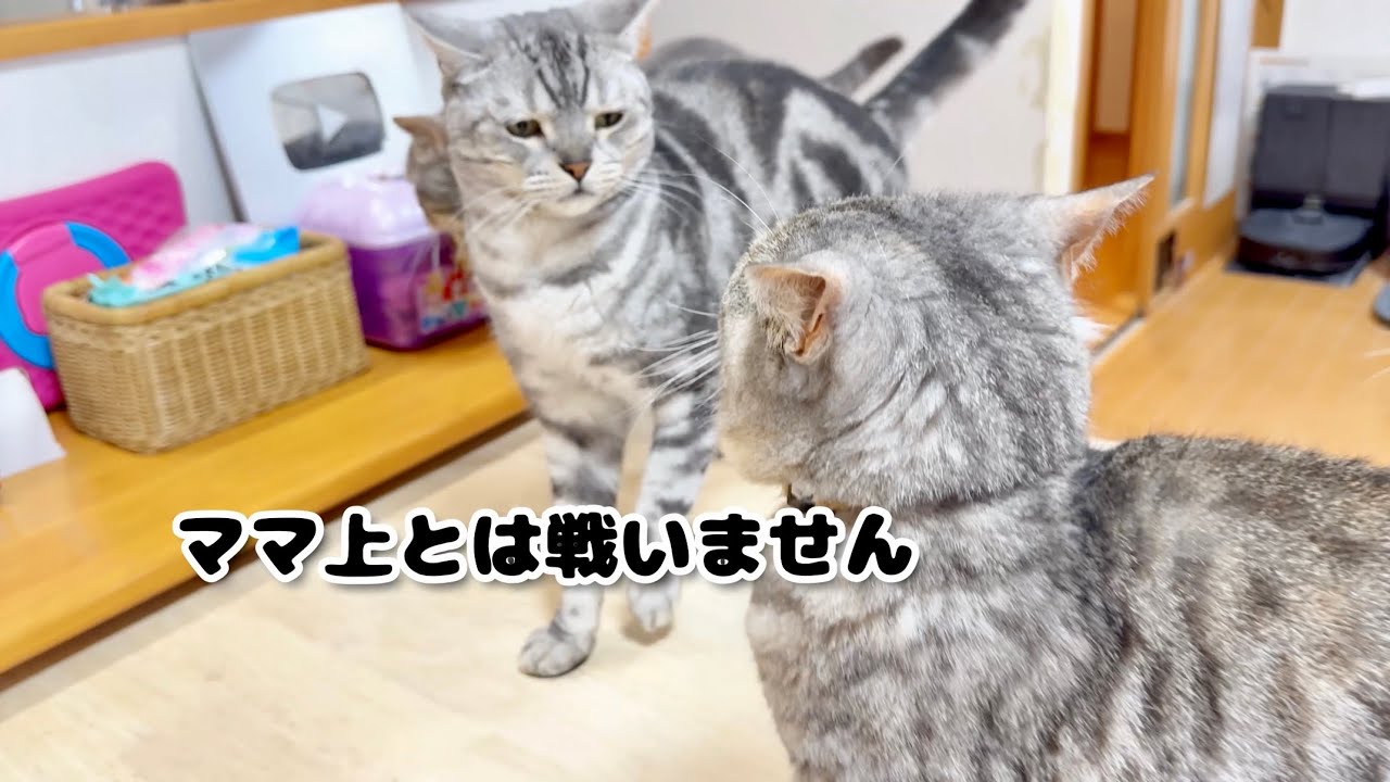 争いを好まない温厚なクロくんにみゅうちゃんが...