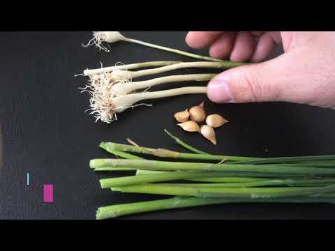 Video: Kokulu Soğan (19 Fotoğraf): Jusai Nedir? Yabani Sarımsağın Tanımı, Çin Soğanının (dallı) Tohumlardan Yetiştirilmesi. 