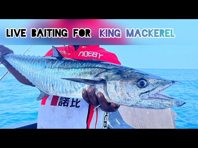 Live bait fishing for King Mackerel  Srilanka 🇱🇰🇱🇰 