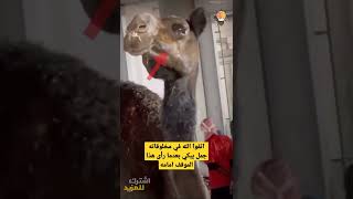 جمل يبكي بحرقة بسبب ما فعله هذا الرجل ، ارحموا من في الارض #shorts