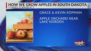 How we grow apples in South Dakota