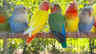 Lovebird Singing & Chirping Sounds - Green Fischer Pair