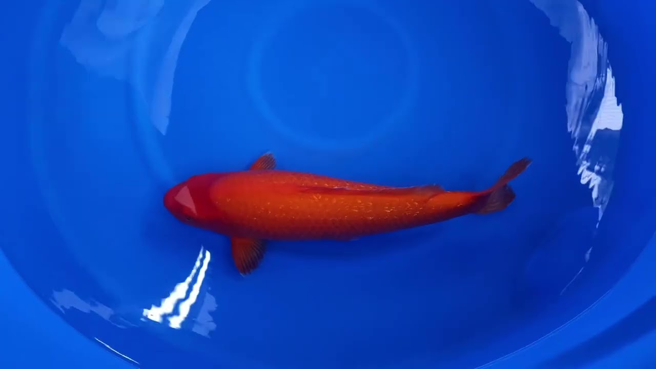 Orange Monkey - koi #x1214n005 - Dainichi Koi Farm